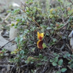 Bossiaea buxifolia (Matted Bossiaea) at Rob Roy Range - 28 Nov 2017 by MichaelBedingfield