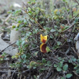 Bossiaea buxifolia at Conder, ACT - 28 Nov 2017