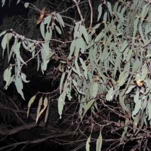 Eucalyptus nortonii at Conder, ACT - 28 Nov 2017 09:21 PM