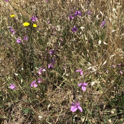 Arthropodium fimbriatum (Nodding Chocolate Lily) at Franklin, ACT - 13 Dec 2017 by Jenjen