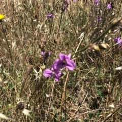 Arthropodium fimbriatum at Franklin, ACT - 13 Dec 2017