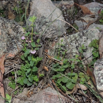 Scutellaria humilis (Dwarf Skullcap) at Conder, ACT - 28 Nov 2017 by michaelb