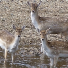 Dama dama (Fallow Deer) at Tennent, ACT - 14 Aug 2012 by Christine