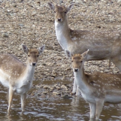 Dama dama (Fallow Deer) at Tennent, ACT - 14 Aug 2012 by Christine