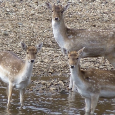 Dama dama (Fallow Deer) at Gigerline Nature Reserve - 15 Aug 2012 by Christine