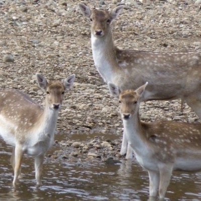 Dama dama (Fallow Deer) at Tennent, ACT - 15 Aug 2012 by Christine