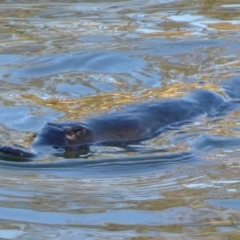 Ornithorhynchus anatinus (Platypus) at Tidbinbilla Nature Reserve - 3 Sep 2012 by Christine