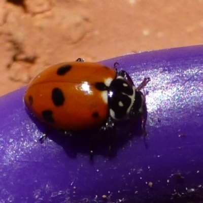 Hippodamia variegata (Spotted Amber Ladybird) at Flynn, ACT - 4 Sep 2012 by Christine