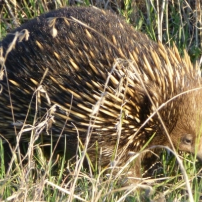 Tachyglossus aculeatus (Short-beaked Echidna) at Belconnen, ACT - 3 Oct 2012 by Christine