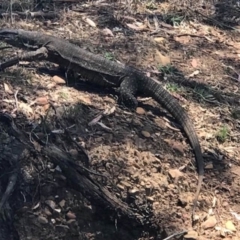 Varanus varius (Lace Monitor) at Manton, NSW - 13 Dec 2017 by GeoffRobertson