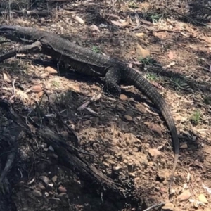 Varanus varius at Manton, NSW - 13 Dec 2017