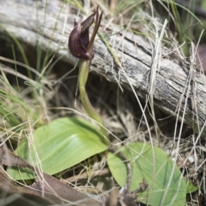 Chiloglottis valida at Paddys River, ACT - suppressed