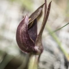 Chiloglottis valida at Paddys River, ACT - suppressed