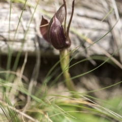 Chiloglottis valida at Paddys River, ACT - suppressed