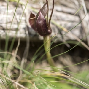 Chiloglottis valida at Paddys River, ACT - suppressed