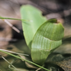 Chiloglottis valida at Paddys River, ACT - suppressed