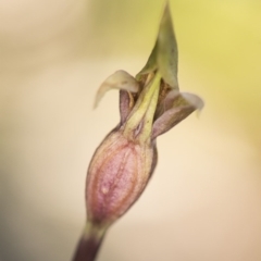 Chiloglottis valida (Large Bird Orchid) at Paddys River, ACT - 12 Dec 2017 by GlenRyan