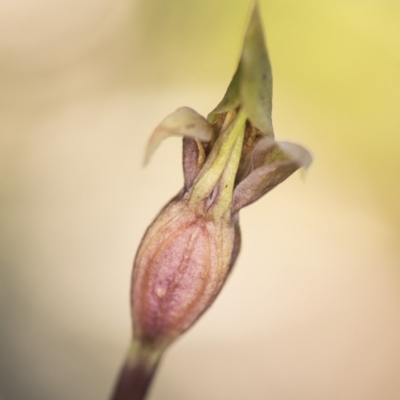 Chiloglottis valida (Large Bird Orchid) at Paddys River, ACT - 13 Dec 2017 by GlenRyan