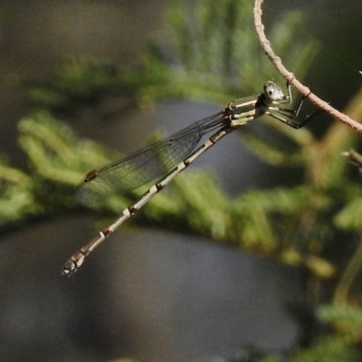 Austrolestes leda (Wandering Ringtail) at Paddys River, ACT - 14 Dec 2017 by JohnBundock