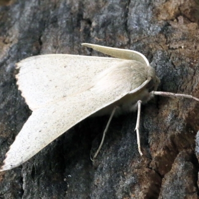 Arhodia lasiocamparia (Pink Arhodia (Oenochrominae)) at O'Connor, ACT - 14 Dec 2017 by ibaird