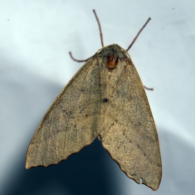 Arhodia lasiocamparia (Pink Arhodia (Oenochrominae)) at O'Connor, ACT - 14 Dec 2017 by ibaird