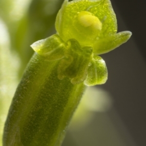 Microtis unifolia at Cotter River, ACT - suppressed