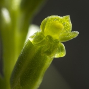 Microtis unifolia at Cotter River, ACT - suppressed