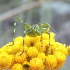 Caedicia simplex (Common Garden Katydid) at Conder, ACT - 28 Nov 2017 by michaelb