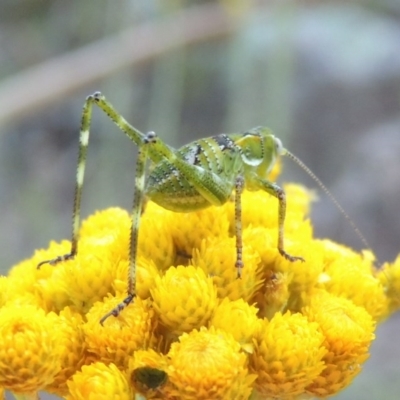 Caedicia simplex (Common Garden Katydid) at Conder, ACT - 28 Nov 2017 by michaelb