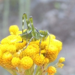 Caedicia simplex at Conder, ACT - 28 Nov 2017