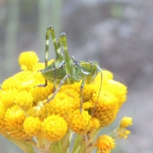 Caedicia simplex at Conder, ACT - 28 Nov 2017