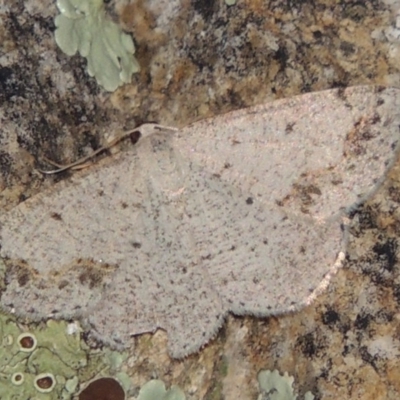 Taxeotis intextata (Looper Moth, Grey Taxeotis) at Conder, ACT - 28 Nov 2017 by michaelb