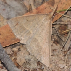 Epidesmia hypenaria (Long-nosed Epidesmia) at Conder, ACT - 28 Nov 2017 by michaelb