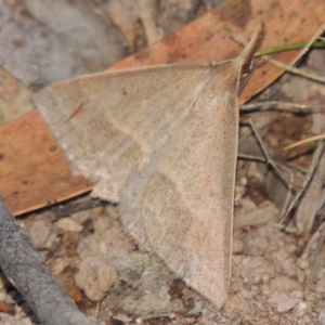 Epidesmia hypenaria at Conder, ACT - 28 Nov 2017