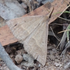 Epidesmia hypenaria at Conder, ACT - 28 Nov 2017 08:21 PM