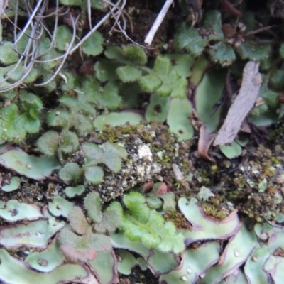 Asplenium subglandulosum (Blanket Fern) at Conder, ACT - 28 Nov 2017 by MichaelBedingfield