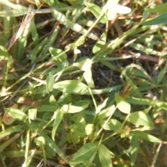 Zornia dyctiocarpa var. dyctiocarpa (Zornia) at Deakin, ACT - 12 Dec 2017 by MichaelMulvaney