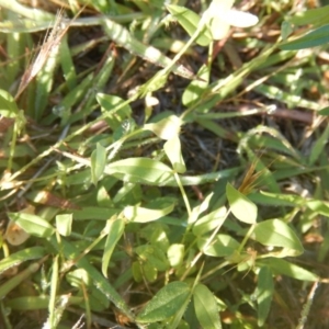 Zornia dyctiocarpa var. dyctiocarpa at Deakin, ACT - 13 Dec 2017 07:32 AM