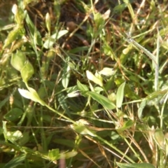 Zornia dyctiocarpa var. dyctiocarpa at Deakin, ACT - 13 Dec 2017 07:32 AM