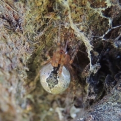Cryptachaea veruculata (Diamondback comb-footed spider) at Conder, ACT - 28 Nov 2017 by MichaelBedingfield