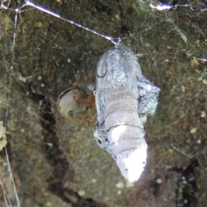 Cryptachaea veruculata at Conder, ACT - 28 Nov 2017