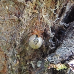 Cryptachaea veruculata at Conder, ACT - 28 Nov 2017 03:37 PM