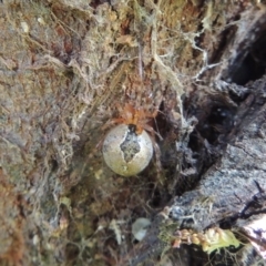 Cryptachaea veruculata at Conder, ACT - 28 Nov 2017 03:37 PM