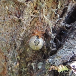 Cryptachaea veruculata at Conder, ACT - 28 Nov 2017 03:37 PM