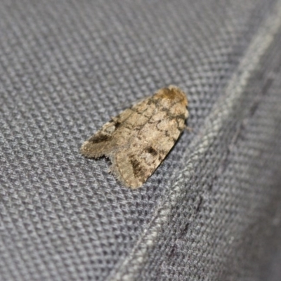 Thoracolopha verecunda (A Noctuid moth (Acronictinae)) at Michelago, NSW - 9 Dec 2017 by Illilanga