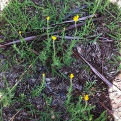 Chrysocephalum apiculatum (Common Everlasting) at Garran, ACT - 14 Dec 2017 by ruthkerruish