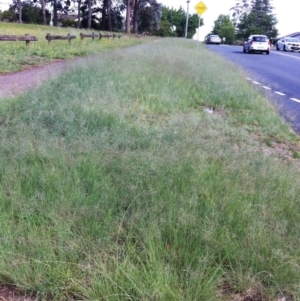 Eragrostis curvula at Hughes, ACT - 15 Dec 2017