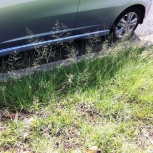 Eragrostis curvula at Hughes, ACT - 15 Dec 2017