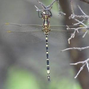 Synthemis eustalacta at Canberra Central, ACT - 14 Dec 2017