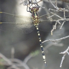 Synthemis eustalacta at Canberra Central, ACT - 14 Dec 2017 02:09 PM